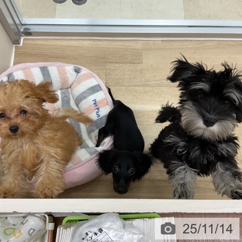 ミニチュア・ダックスフンドの写真