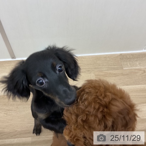 ミニチュア・ダックスフンドの写真