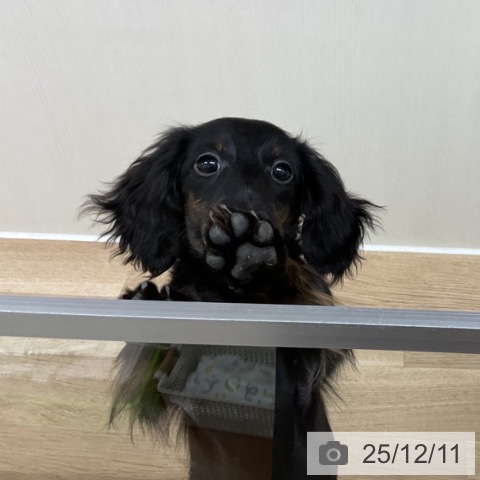 神奈川県のミニチュアダックスフンド(ロング) (ペットプラス アミーゴ藤沢店/2025年8月7日生まれ/女の子/ブラックタン)の子犬の3枚目の画像