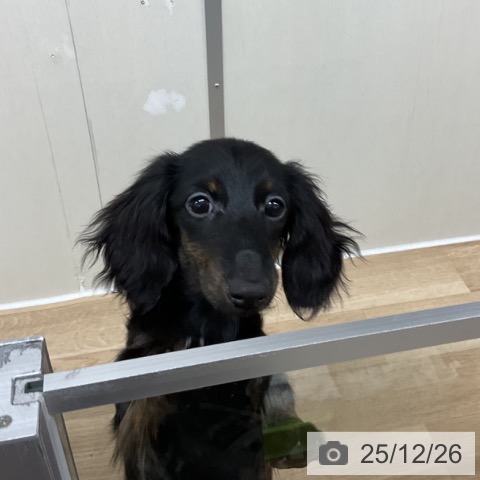 神奈川県のミニチュアダックスフンド(ロング) (ペットプラス アミーゴ藤沢店/2025年8月7日生まれ/女の子/ブラックタン)の子犬の4枚目の画像