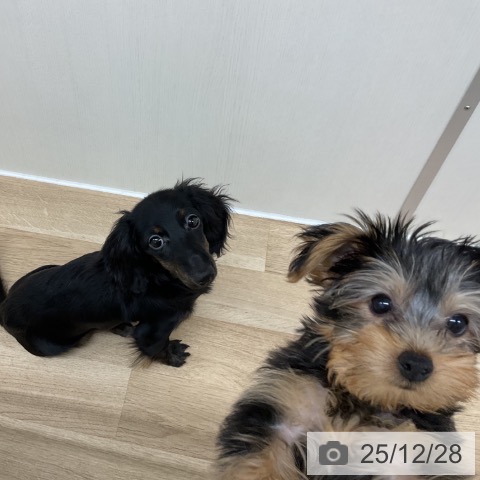 神奈川県のミニチュアダックスフンド(ロング) (ペットプラス アミーゴ藤沢店/2025年8月7日生まれ/女の子/ブラックタン)の子犬の3枚目の画像