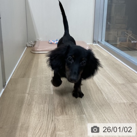 神奈川県のミニチュアダックスフンド(ロング) (ペットプラス アミーゴ藤沢店/2025年8月7日生まれ/女の子/ブラックタン)の子犬の3枚目の画像