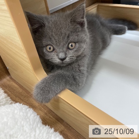 ブリティッシュショートヘアの写真