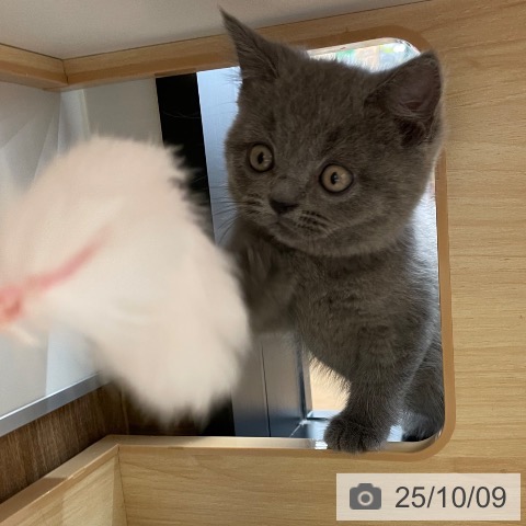 ブリティッシュショートヘアの写真