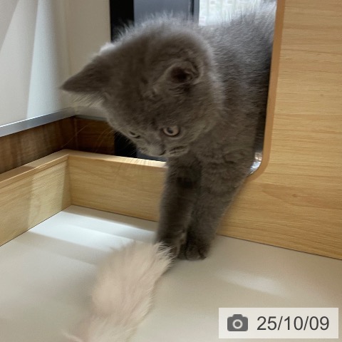 ブリティッシュショートヘアの写真