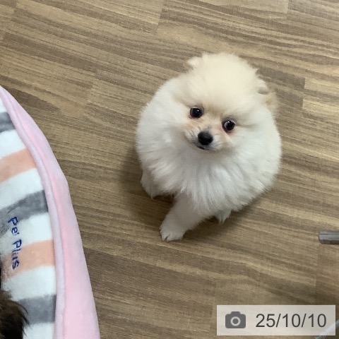 ポメラニアンの写真