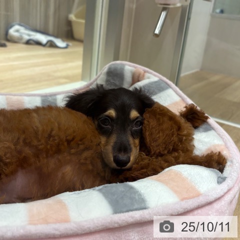 ミニチュア・ダックスフンドの写真