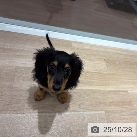 ミニチュア・ダックスフンドの写真