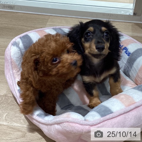 ミニチュア・ダックスフンドの写真