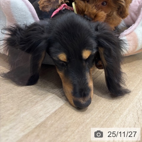 ミニチュア・ダックスフンドの写真