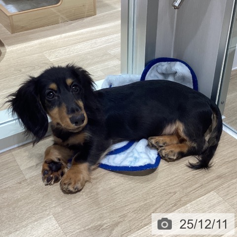 千葉県のミニチュアダックスフンド(ロング) (ペットプラス 木更津店/2025年8月5日生まれ/男の子/ブラックタン)の子犬の4枚目の画像