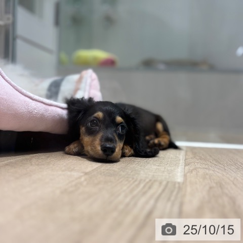 千葉県のミニチュアダックスフンド(ロング) (ペットプラス 木更津店/2025年8月5日生まれ/男の子/ブラックタン)の子犬の3枚目の画像