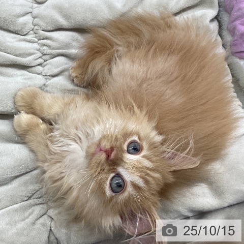 サイベリアンの写真