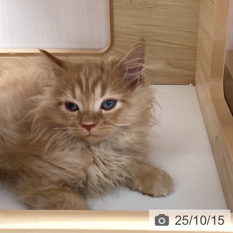 サイベリアンの写真