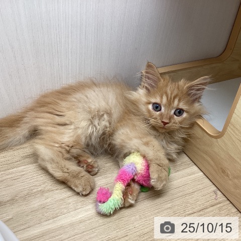 サイベリアンの写真