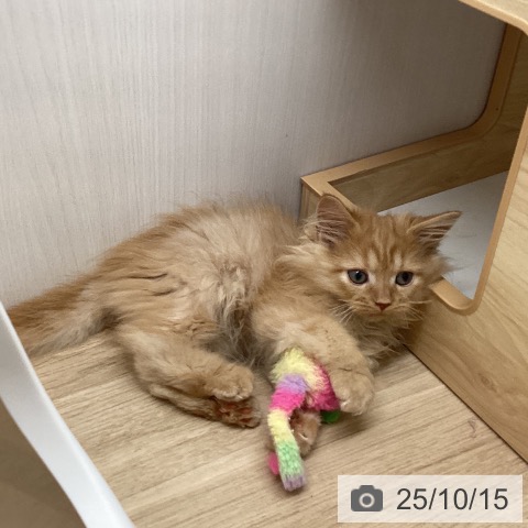 サイベリアンの写真