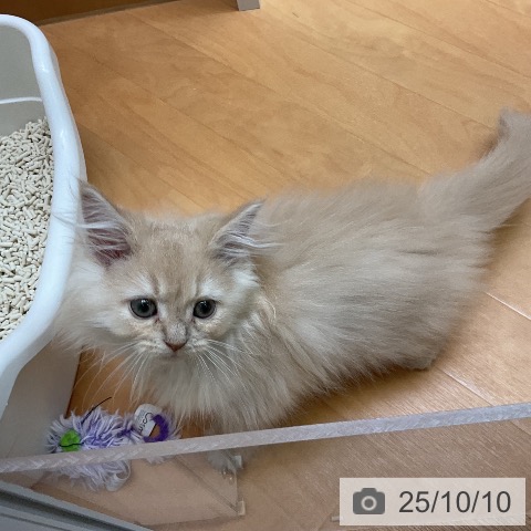 サイベリアンの写真