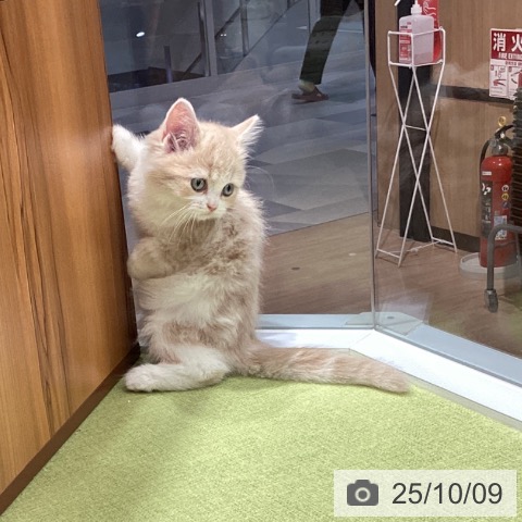ラガマフィンの写真