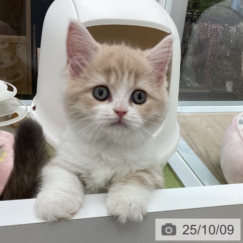 ラガマフィンの写真
