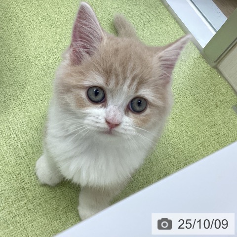 ラガマフィンの写真