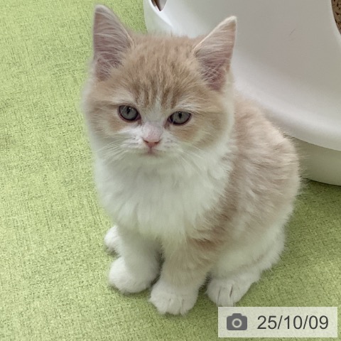 ラガマフィンの写真