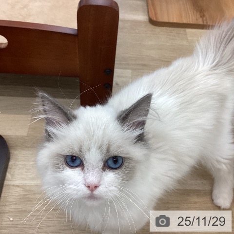 ラグドールの写真