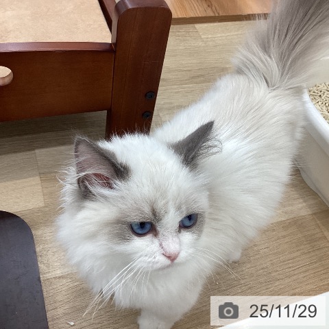 ラグドールの写真