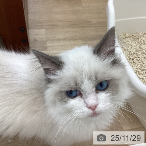 ラグドールの写真