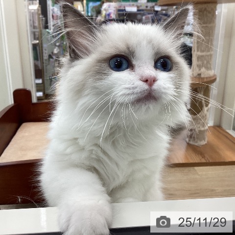 ラグドールの写真