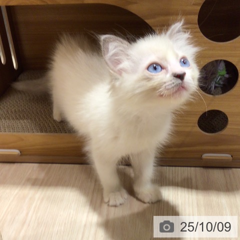 ラグドールの写真