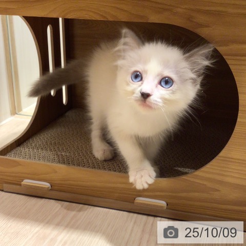 ラグドールの写真