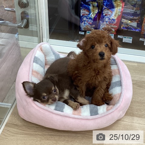 トイ・プードルの写真