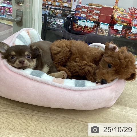 トイ・プードルの写真