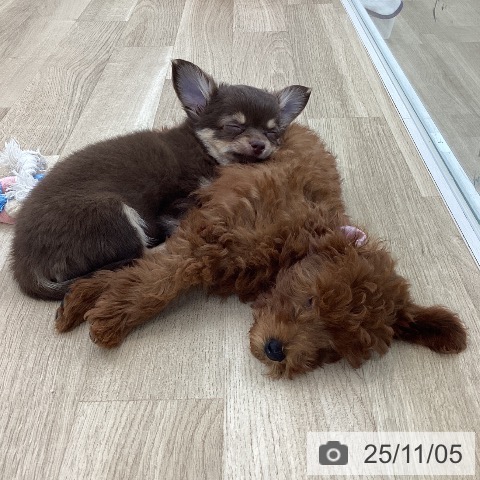 トイ・プードルの写真