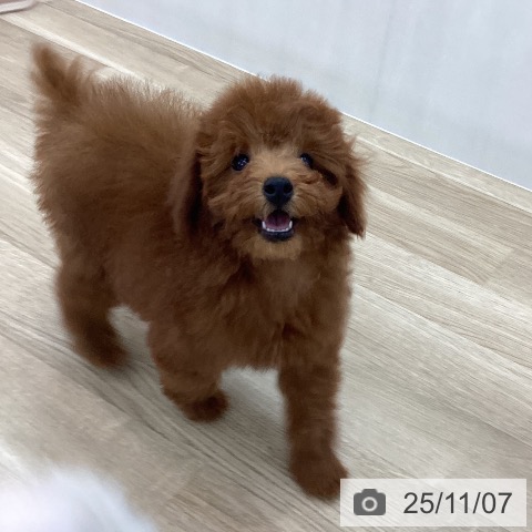 トイ・プードルの写真