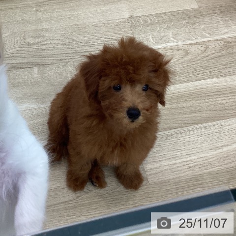 トイ・プードルの写真