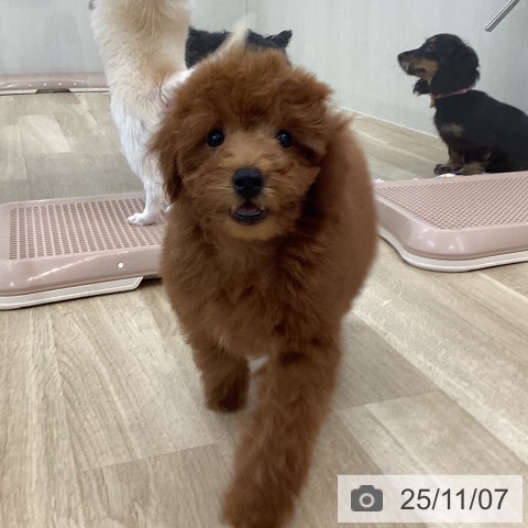 トイ・プードルの写真