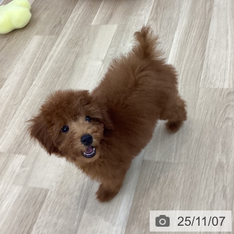 トイ・プードルの写真