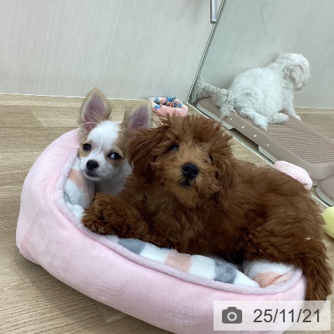 トイ・プードルの写真