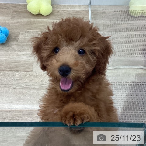 トイ・プードルの写真