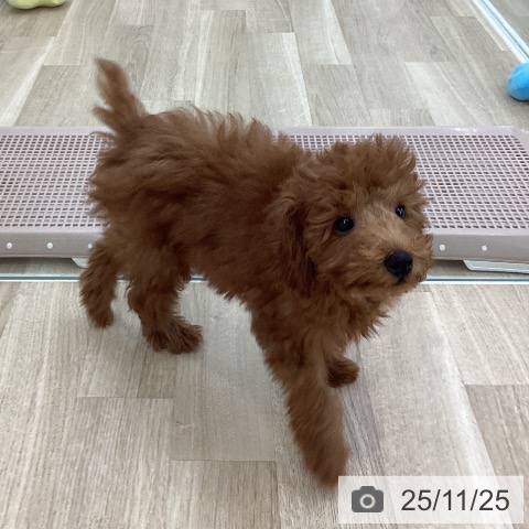 トイ・プードルの写真