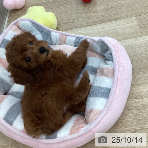 トイ・プードルの写真