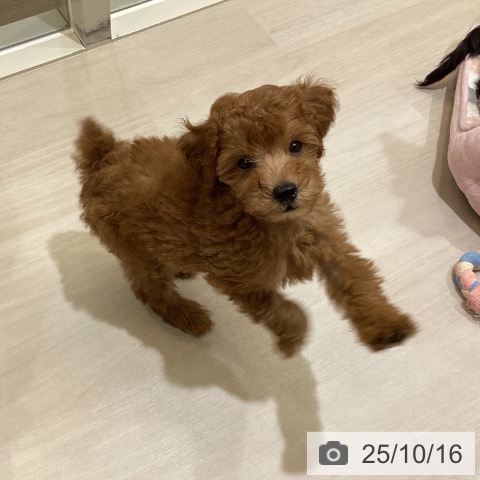 トイ・プードルの写真