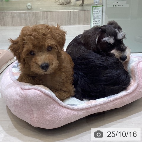 トイ・プードルの写真