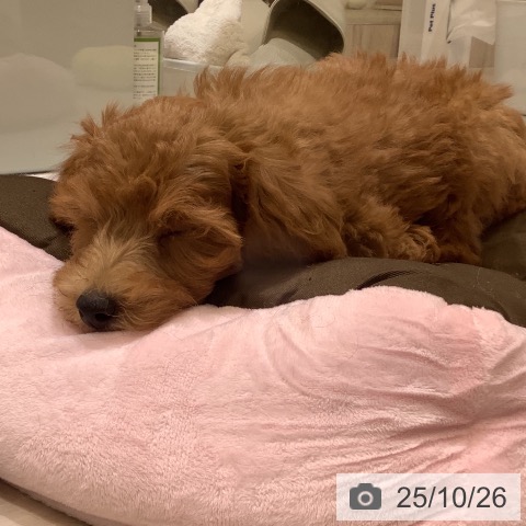 トイ・プードルの写真