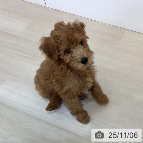 トイ・プードルの写真