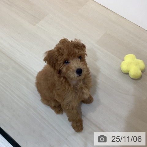 トイ・プードルの写真