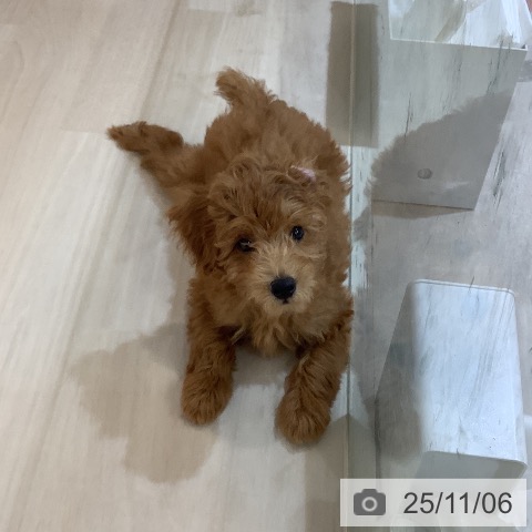 トイ・プードルの写真