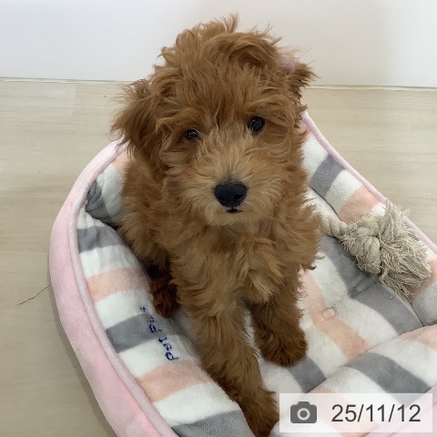 トイ・プードルの写真