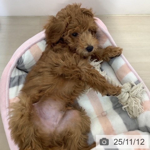 トイ・プードルの写真